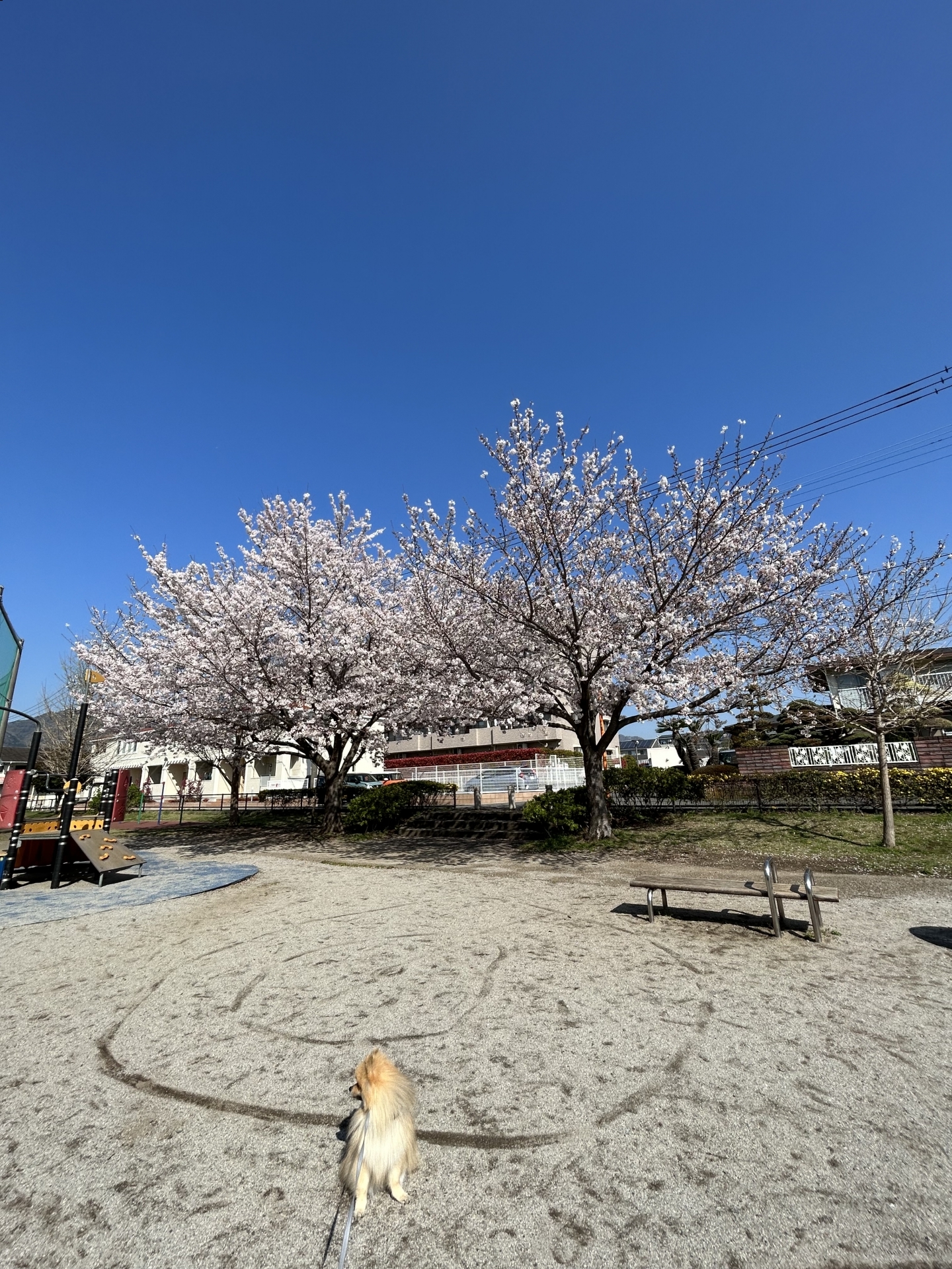 【 １０５２ 】  桜の季節