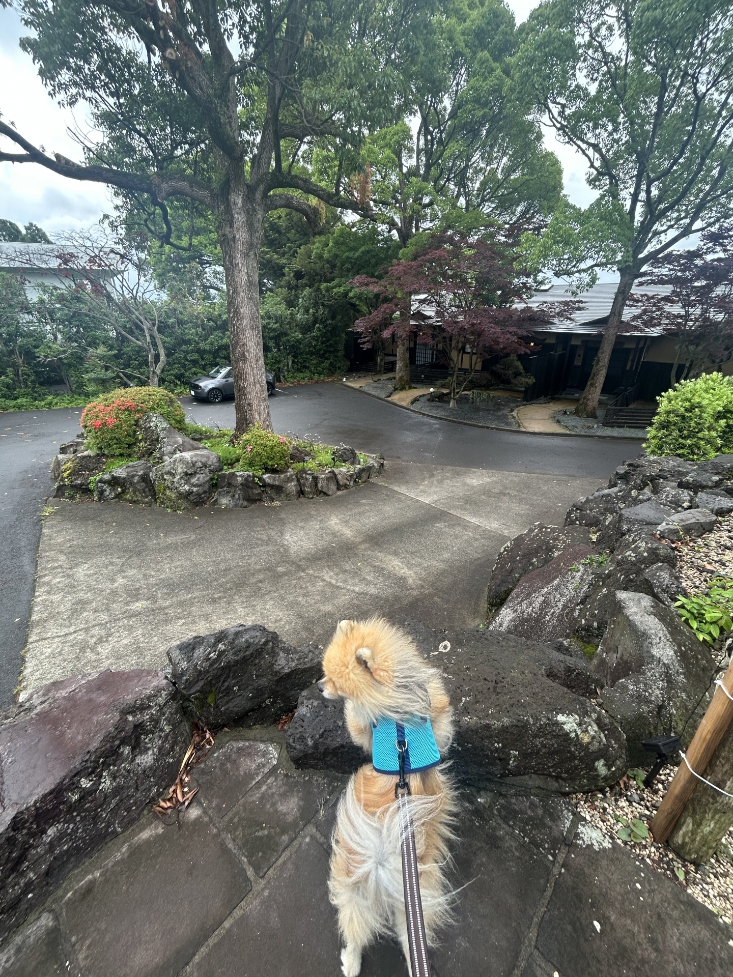 【 １８８８ 】　相棒と共に（静岡県伊豆方面にて）