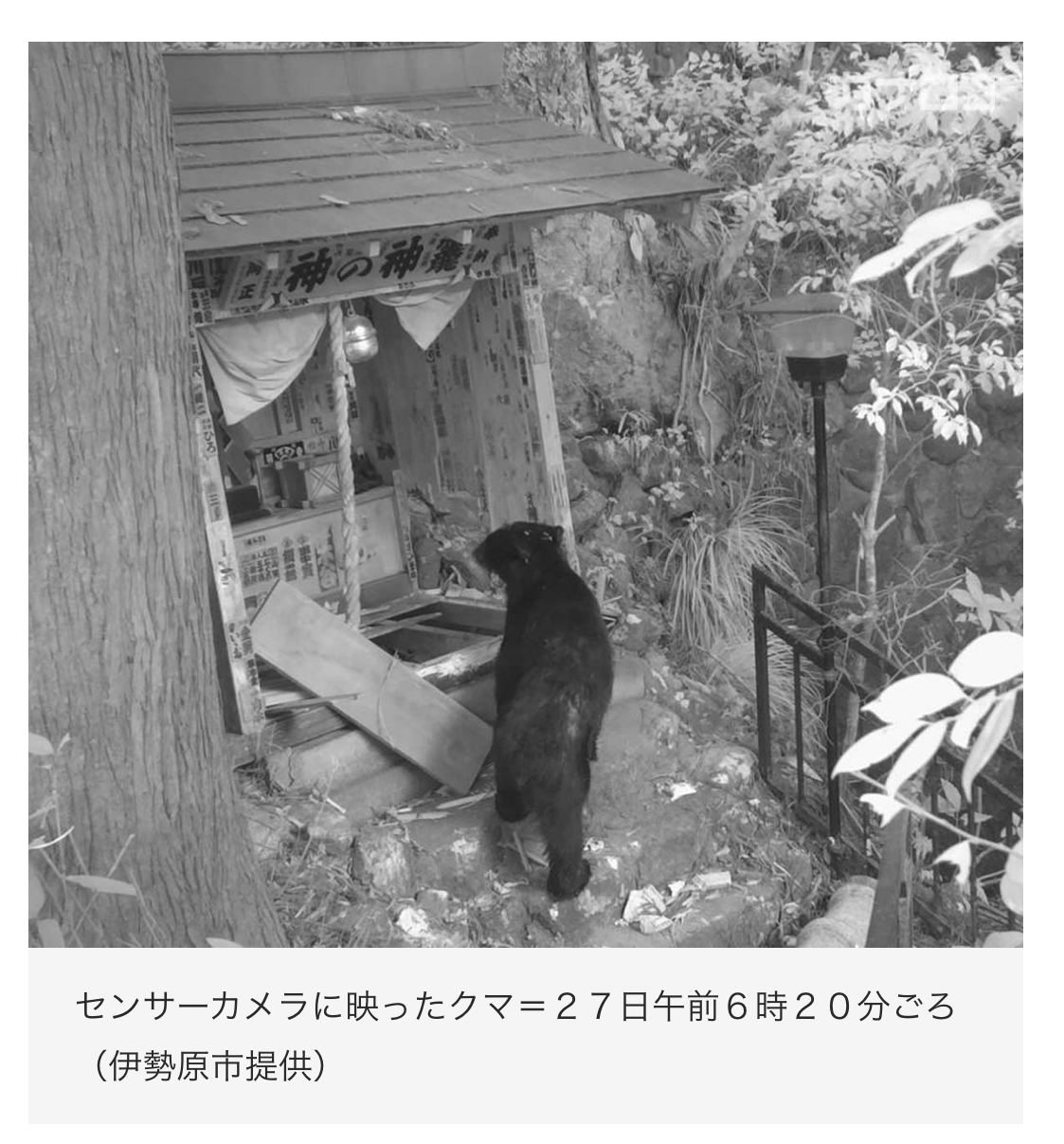 【 １９８５ 】 地元に熊がでた（神奈川県伊勢原市）