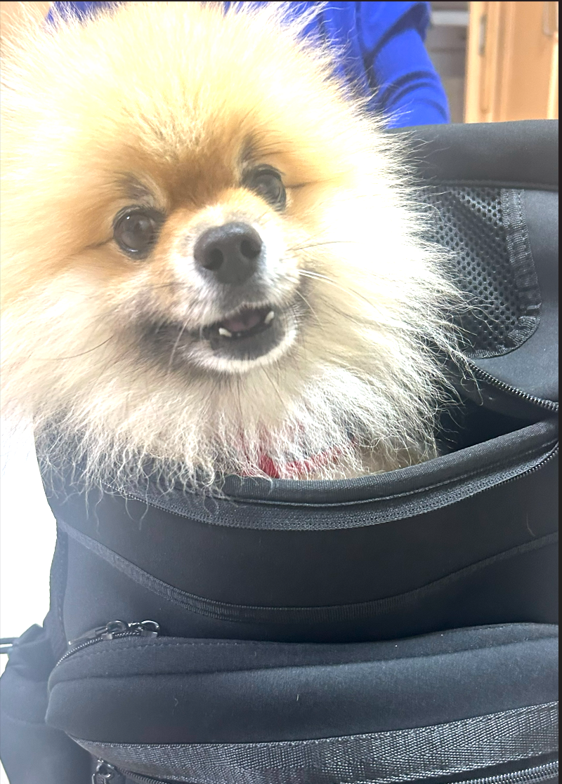 【 2028 】 荷物のように・・リュックサック