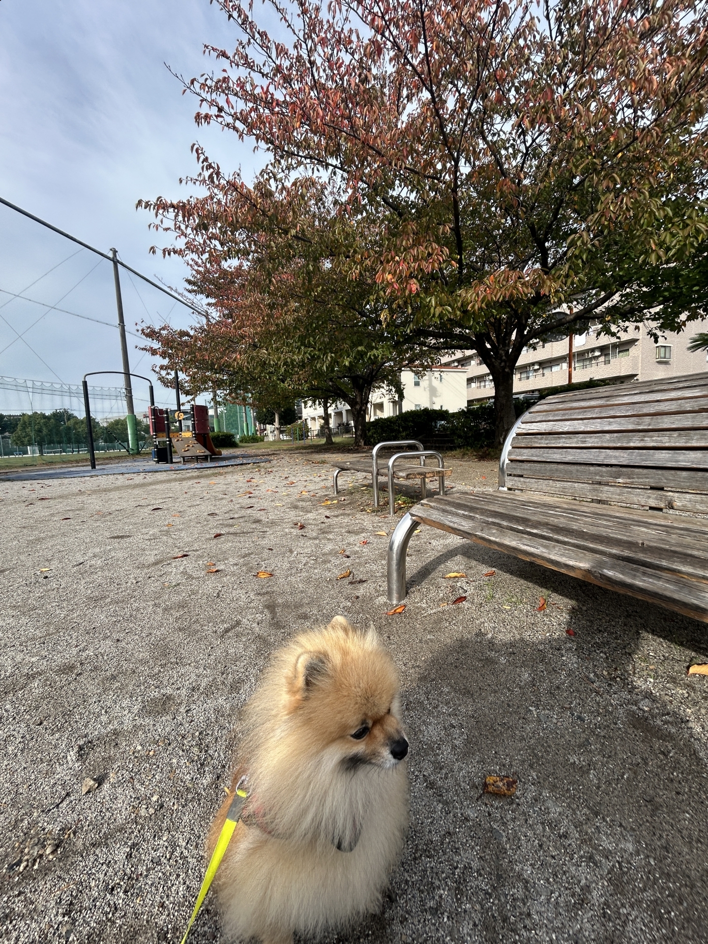 【 ２０５０ 】  桜（さくら）は、まだか？