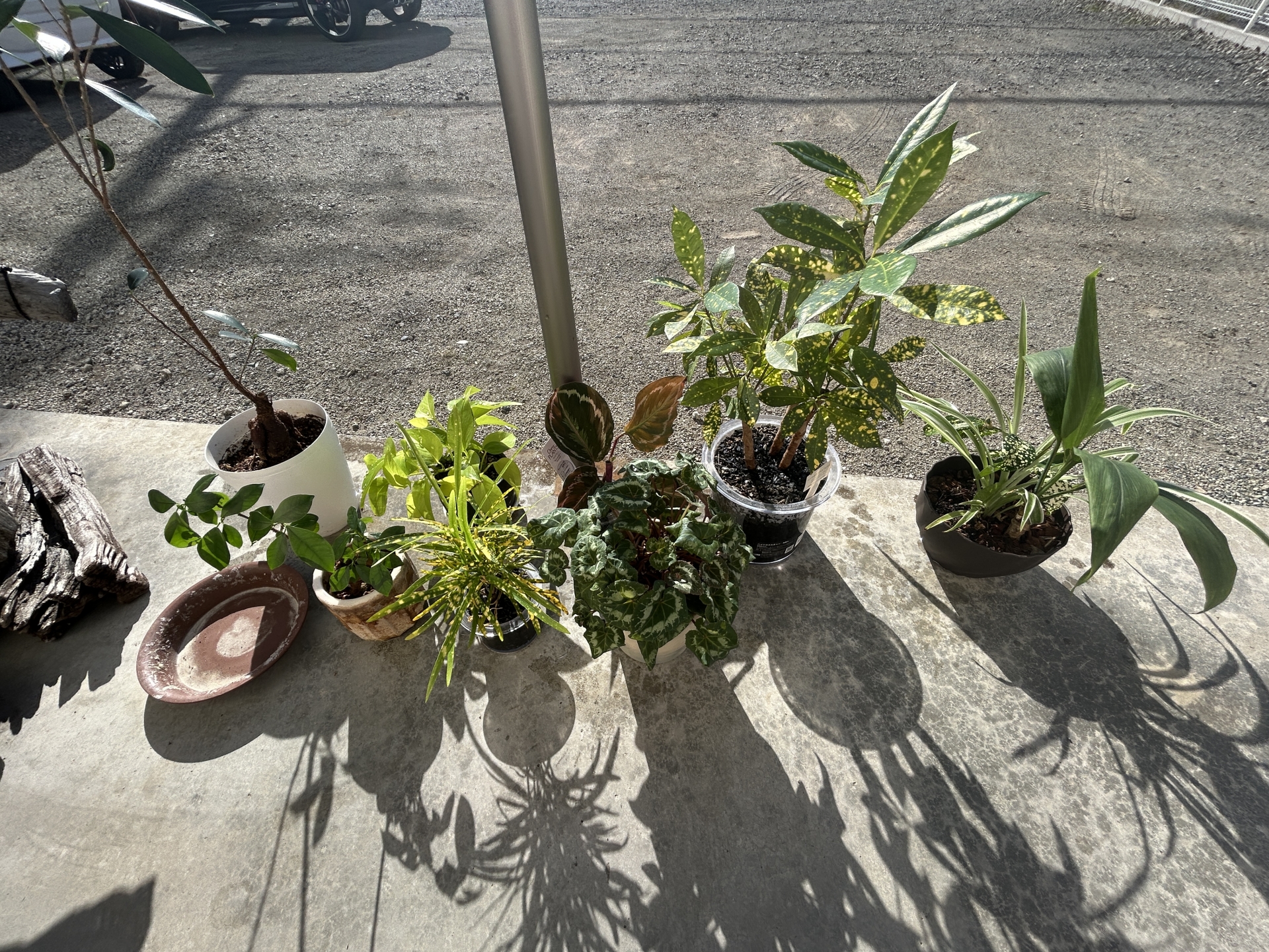 【 ２０７０ 】　観葉植物＠介護の未来