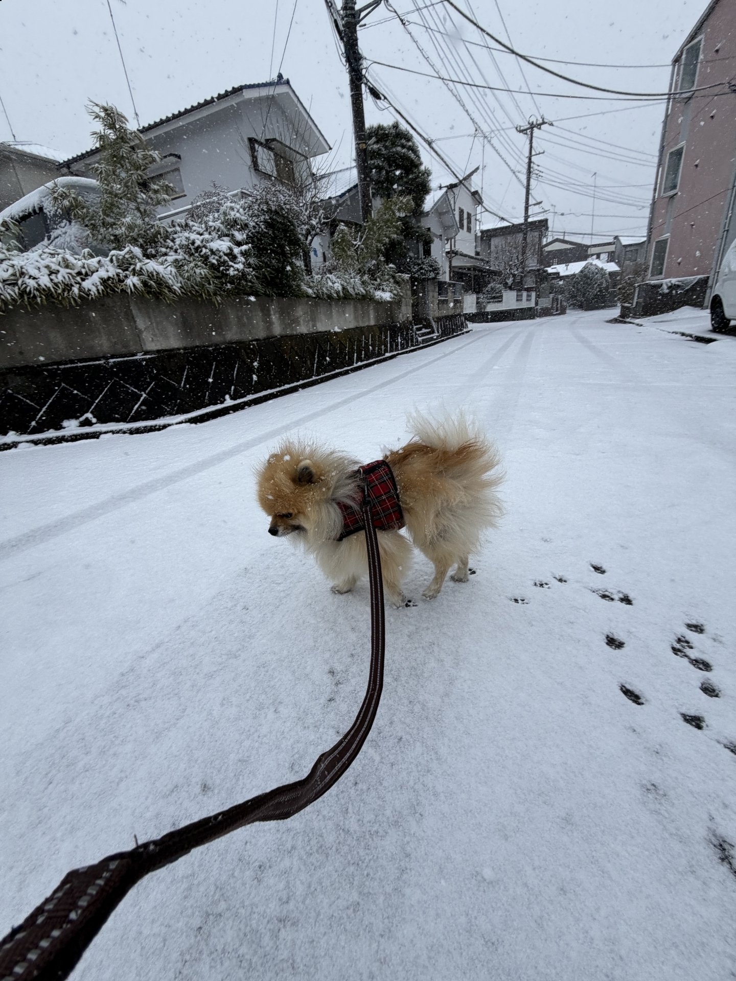 【 ２１４１ 】　大雪警報・・・年齢を重ねたと実感する・・。