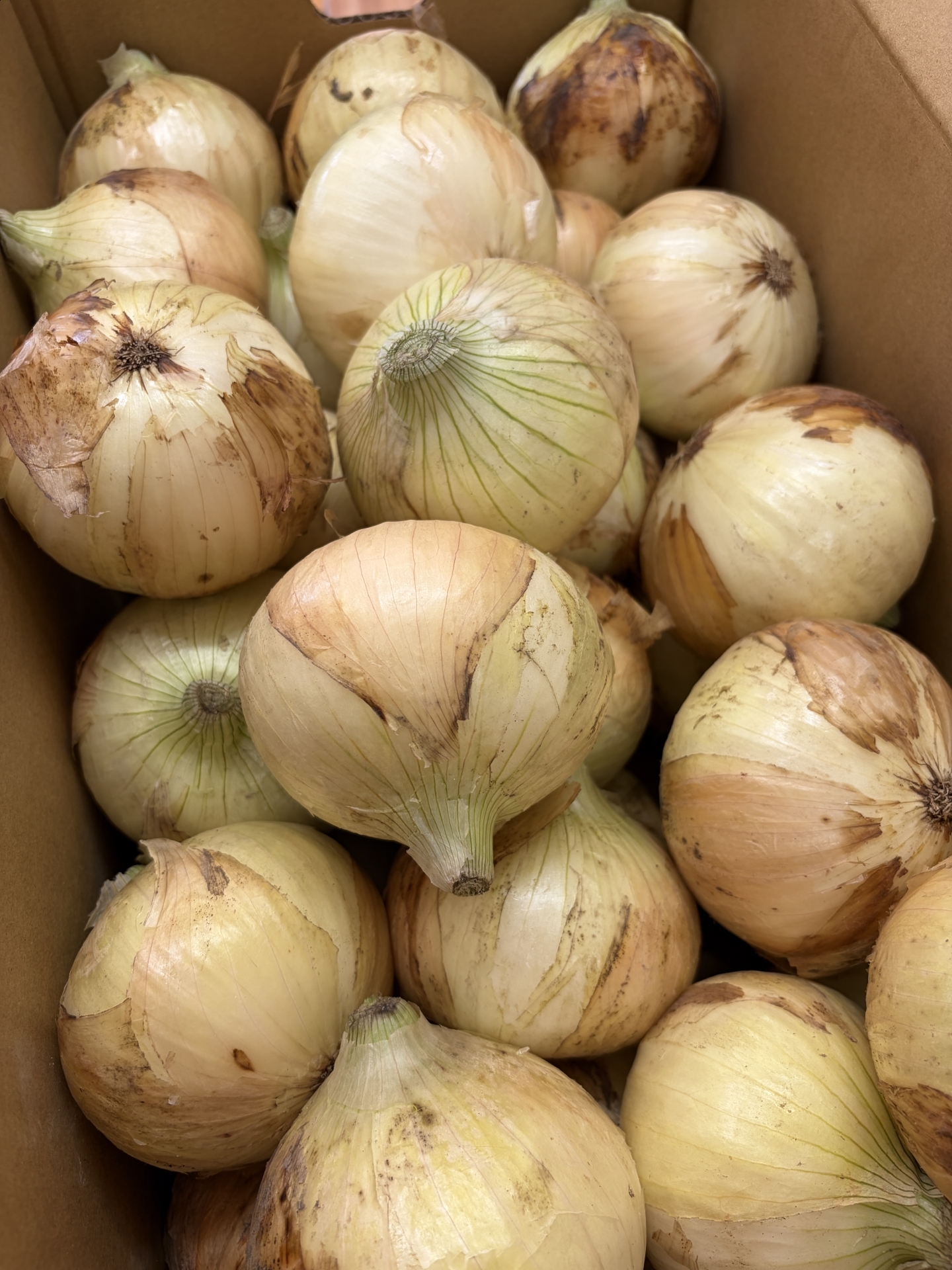 【 ２１６２ 】　浜松（静岡県）より新玉ねぎのPRESENT