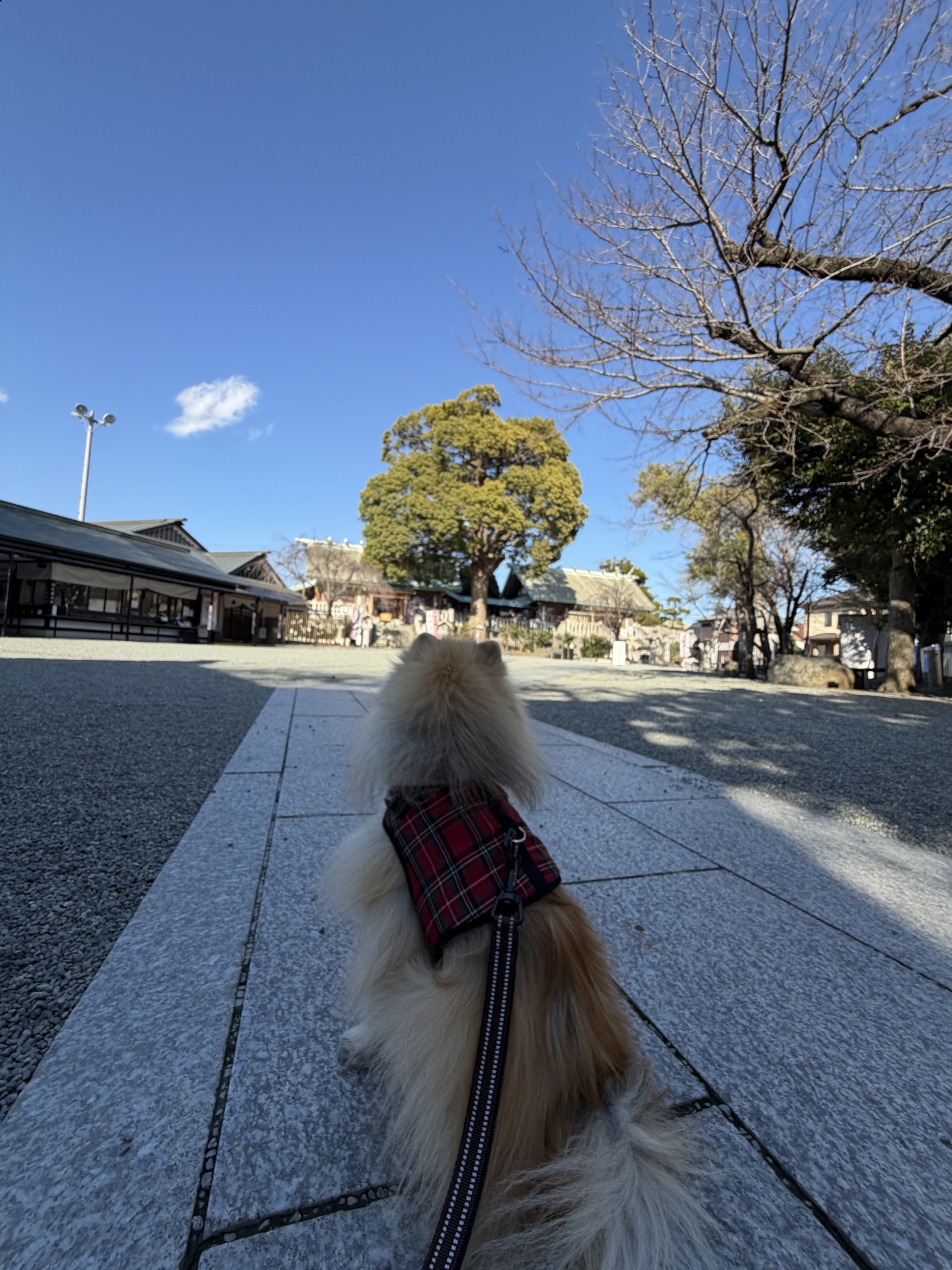 【 ２１７５ 】  サクラはまだか？