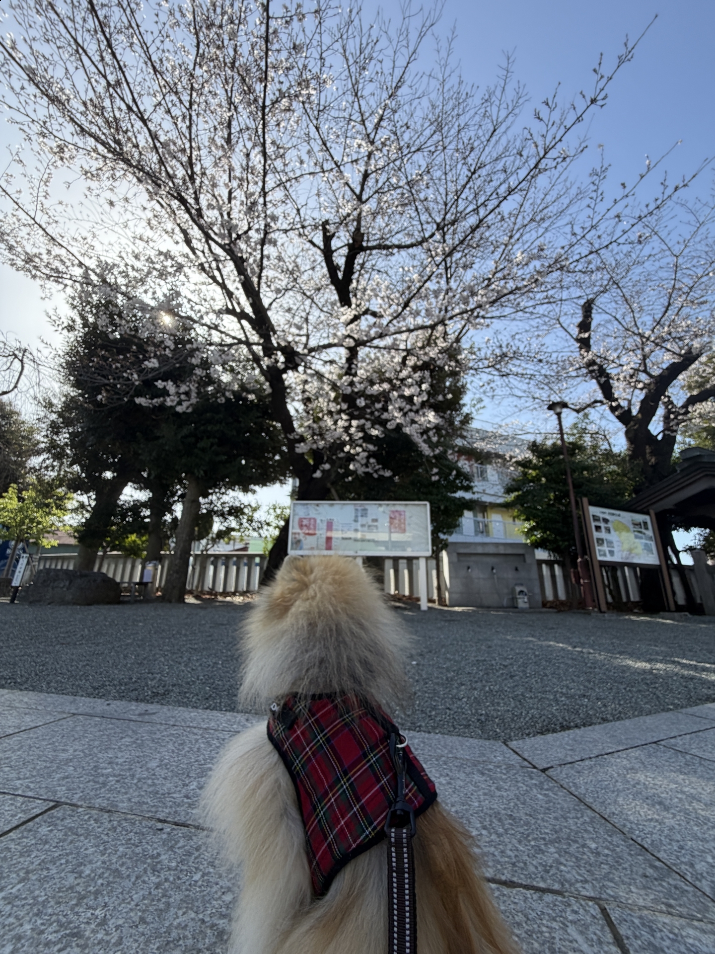 【 ２１９０ 】  サクラは・・もう少し