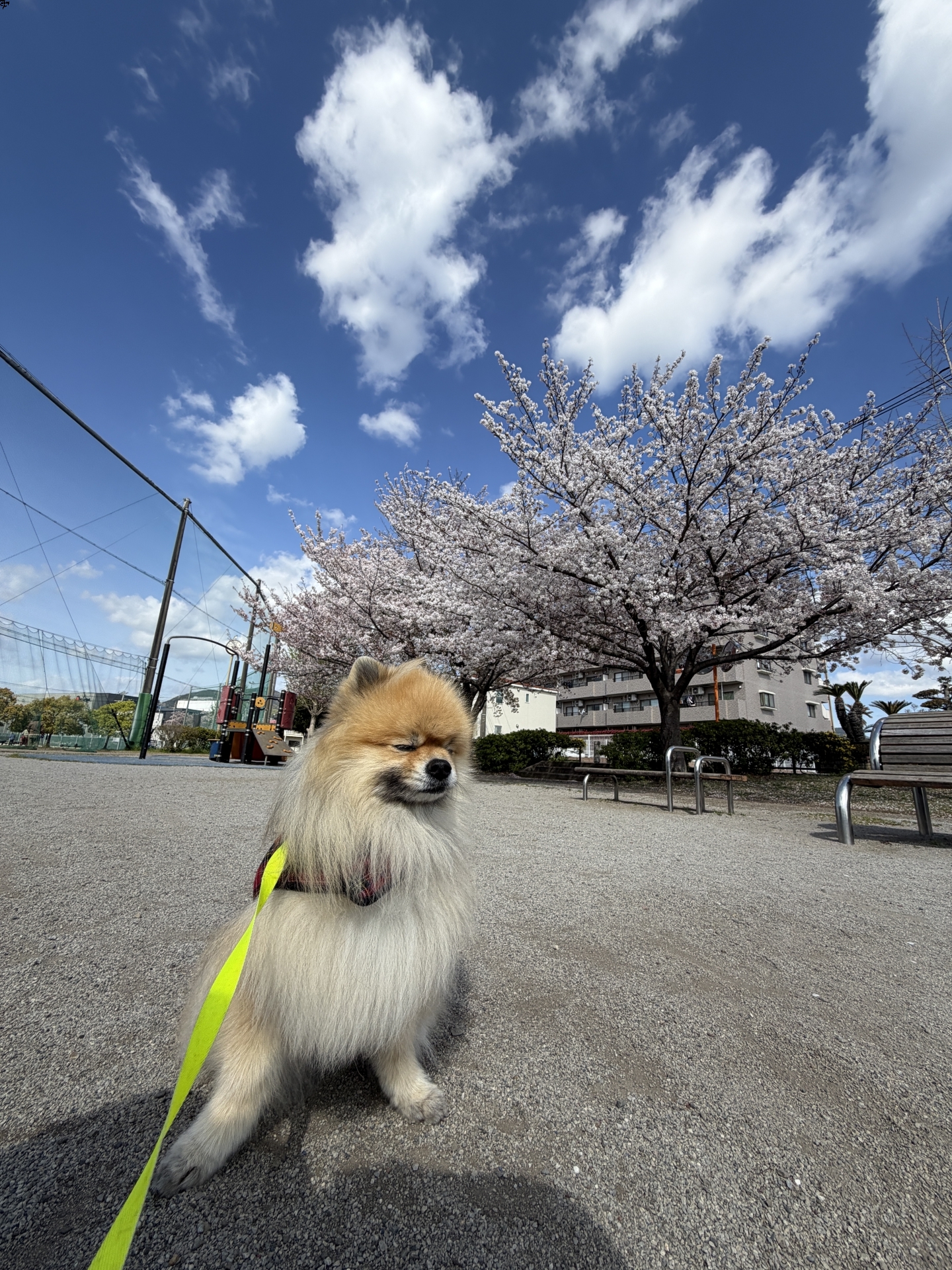【 ２２０４ 】  サクラよ！ また来年に会おう(^^♪