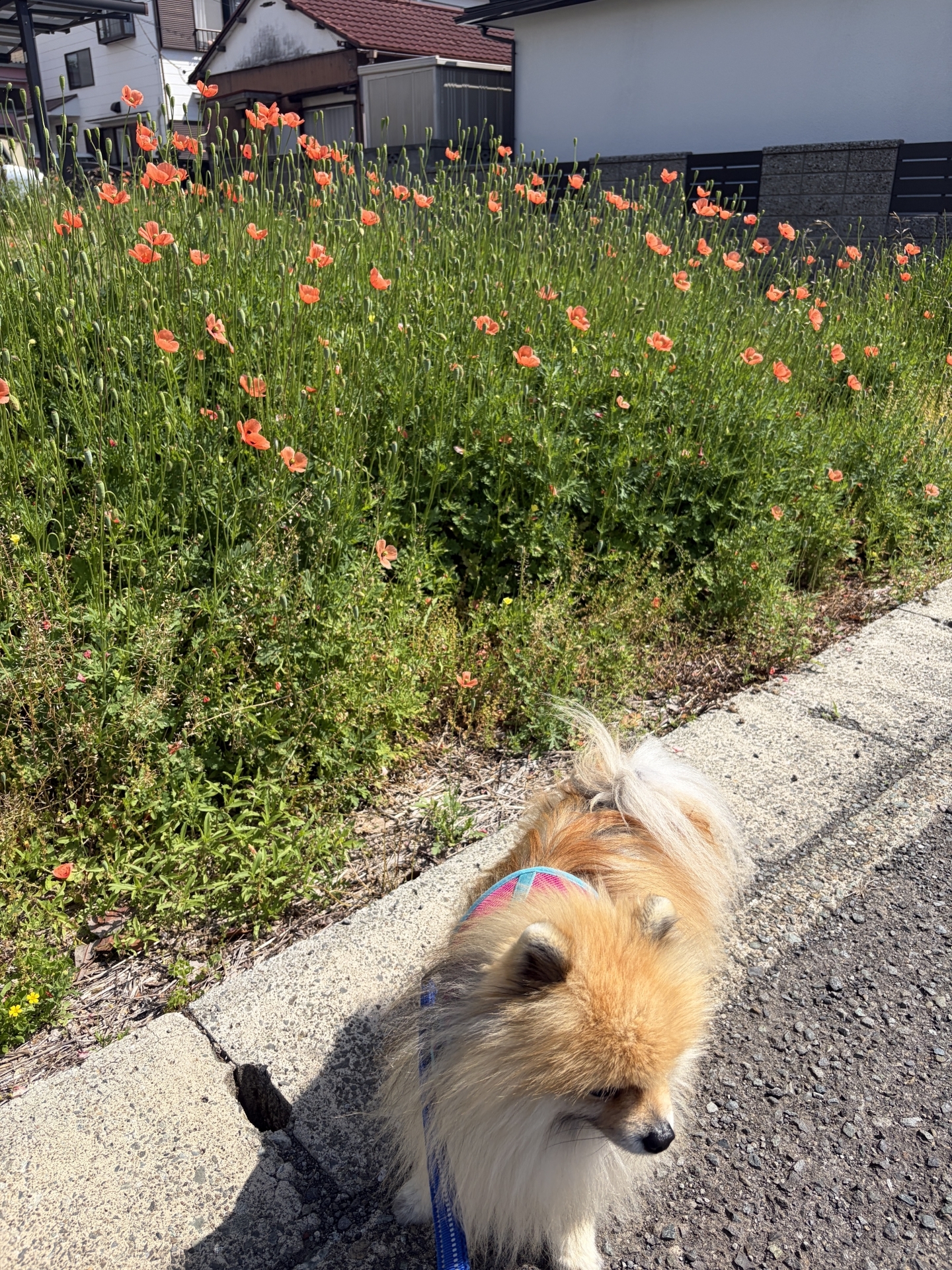 【 ２２３８ 】  毒がある？？よく見るお花ですが・・。