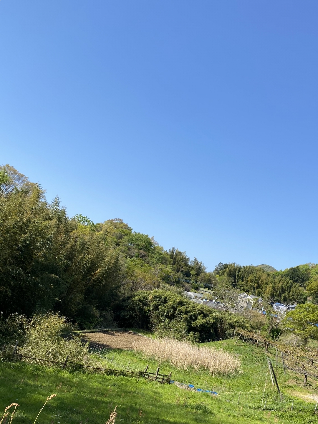 【３２２】　春の色・・。