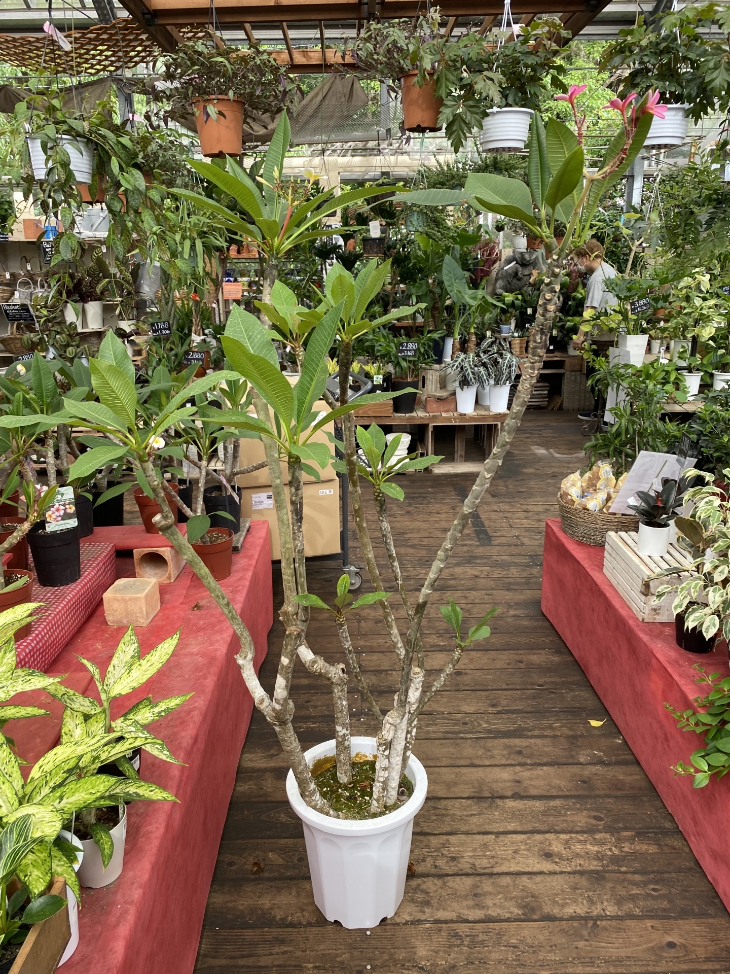 【３８９】 プルメリア